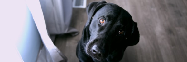 Dog looking up with interest