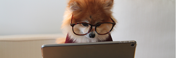 dog-glasses-reading